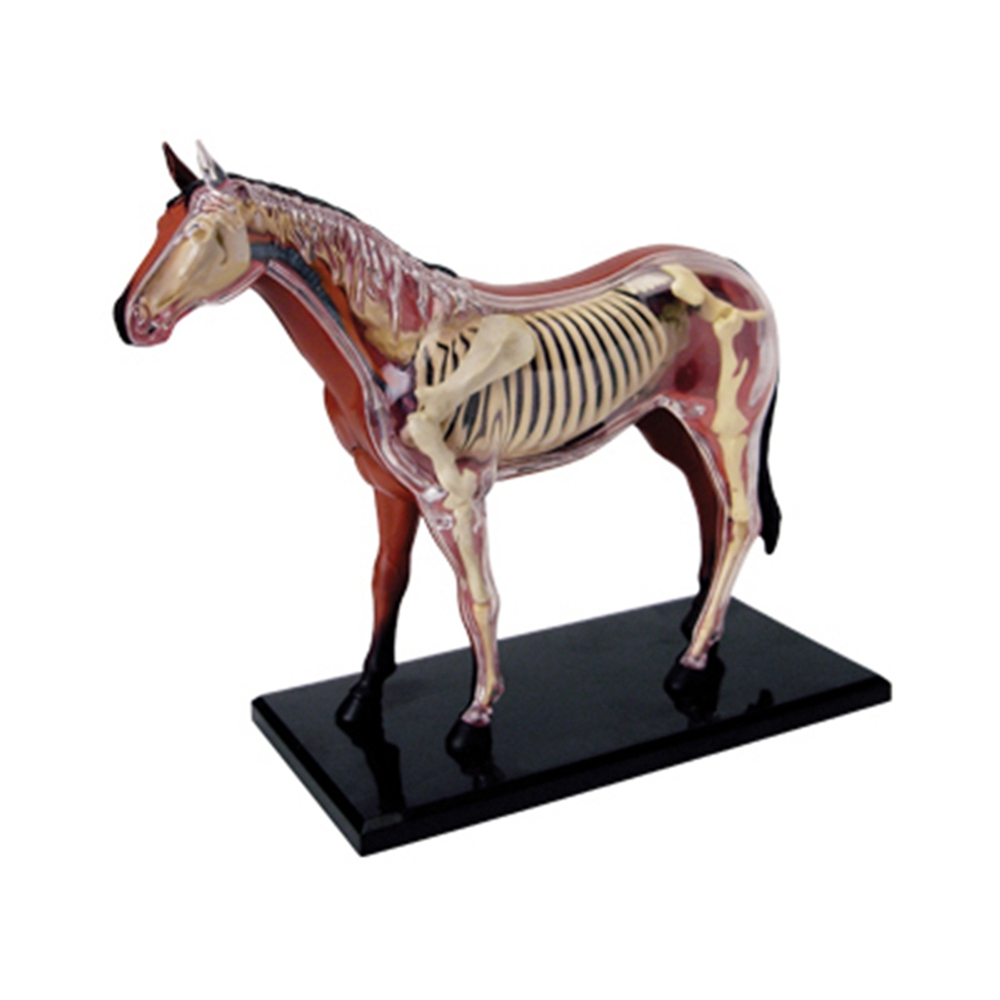 Model anatomiczny narządów zwi – Science Toys recenzja i cena
