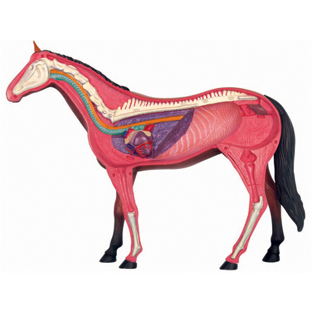 Model anatomiczny narządów zwi – Science Toys recenzja i cena